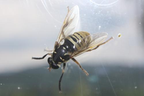 Temnostoma vespiforme